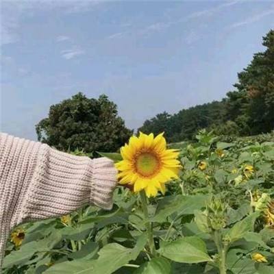 唯美修仙内购破解版下载